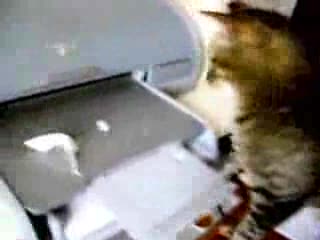 Cat Vs. Printer